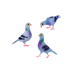 Tattoo: Pigeons