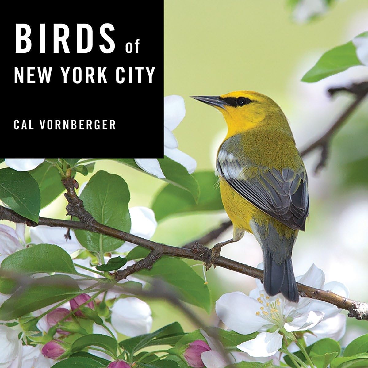 Birds of New York