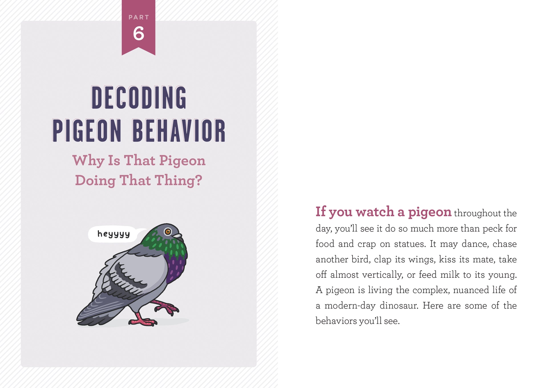 The page labeled “Part 6” from the book Decoding Pigeon Behavior shows an illustration of a gray pigeon with a speech bubble saying “heyyy.” To the right, the page presents a written explanation describing different aspects of pigeon behavior.