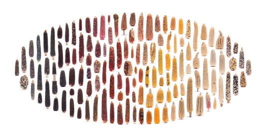 Zea Mays II por Uli Westphal